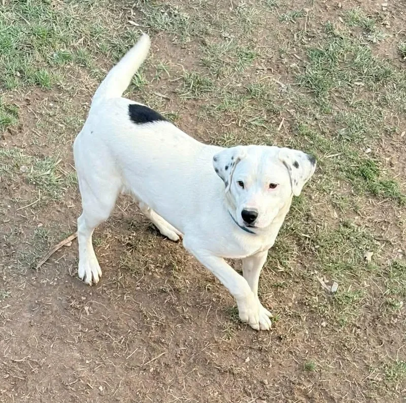 Domino