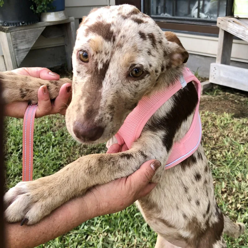 A baby medium-sized female Brown / Chocolate Shepherd dog named Nala for adoption in Conroe, TX