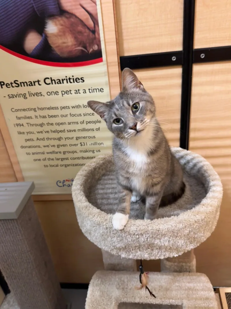 A young medium-sized male Tabby (Gray / Blue / Silver) Domestic Short Hair cat named Grant for adoption in Springfield, PA