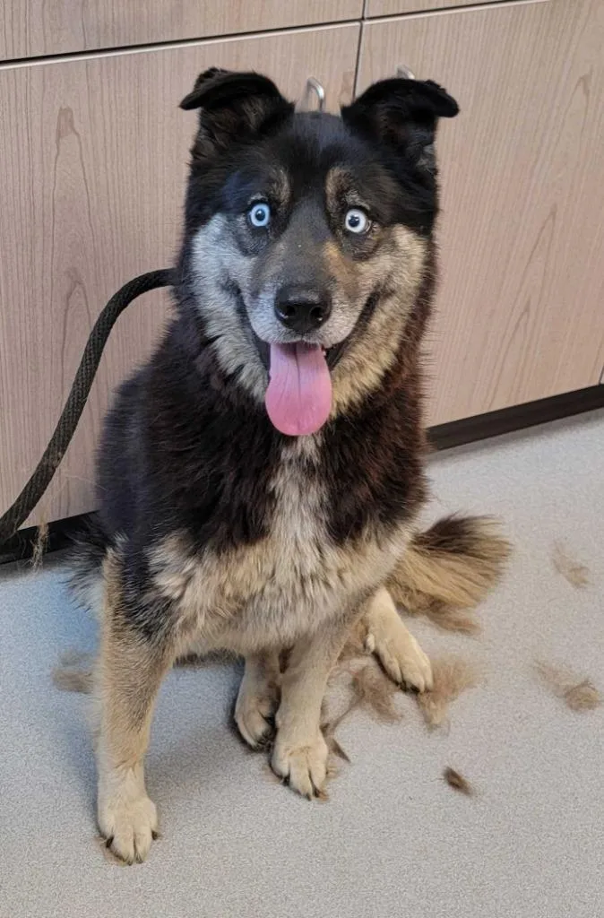 A young large-sized male Husky dog named Blitz for adoption in Chillicothe, OH