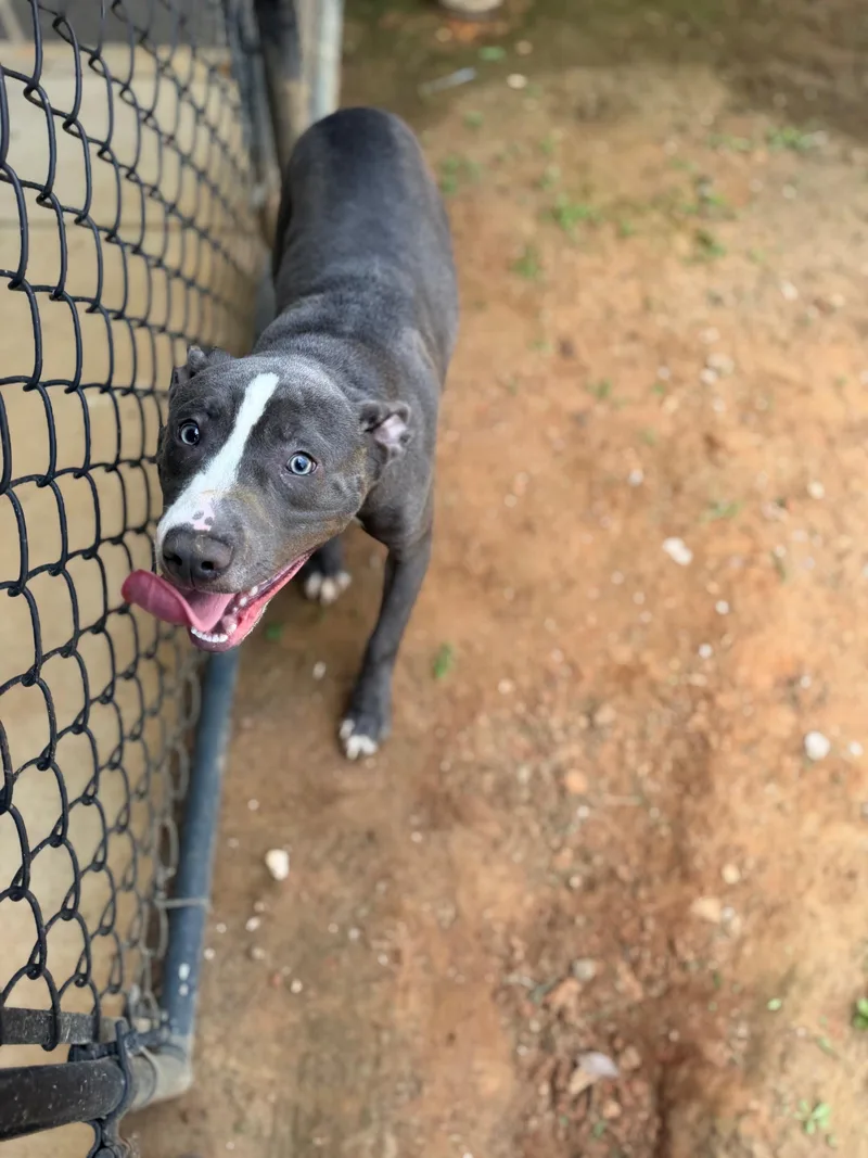 A young medium-sized male Gray / Blue / Silver Mixed Breed dog named Murphy for adoption in Summerdale, AL