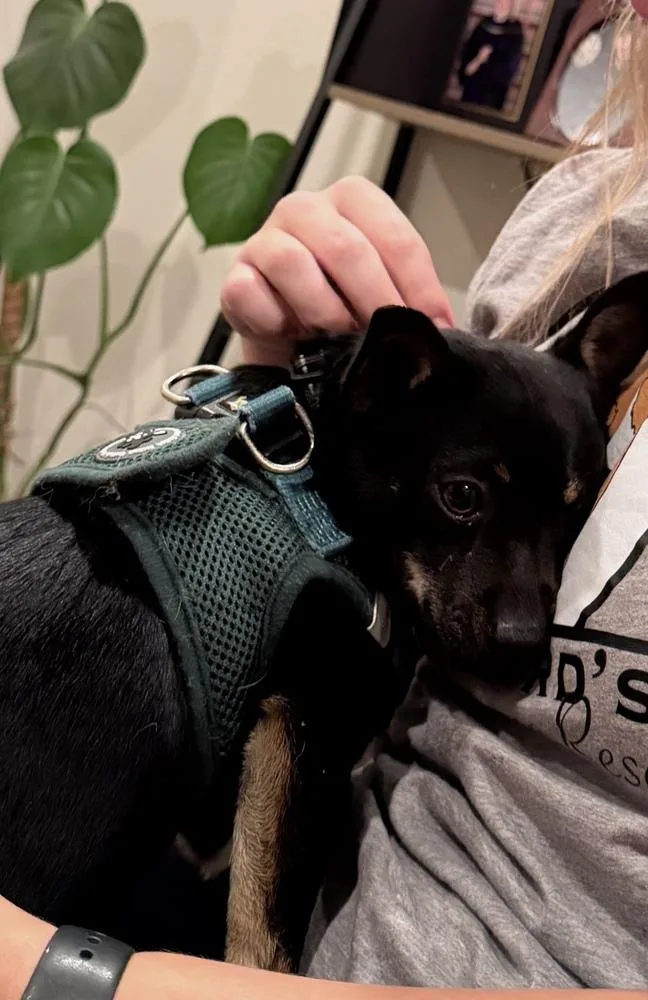 A young small-sized male Terrier dog named Licorice for adoption in Vancouver, WA