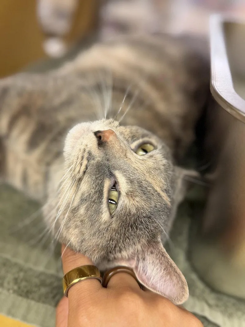 An adult medium-sized female Domestic Short Hair cat named Snap Dragon for adoption in Wheaton, IL