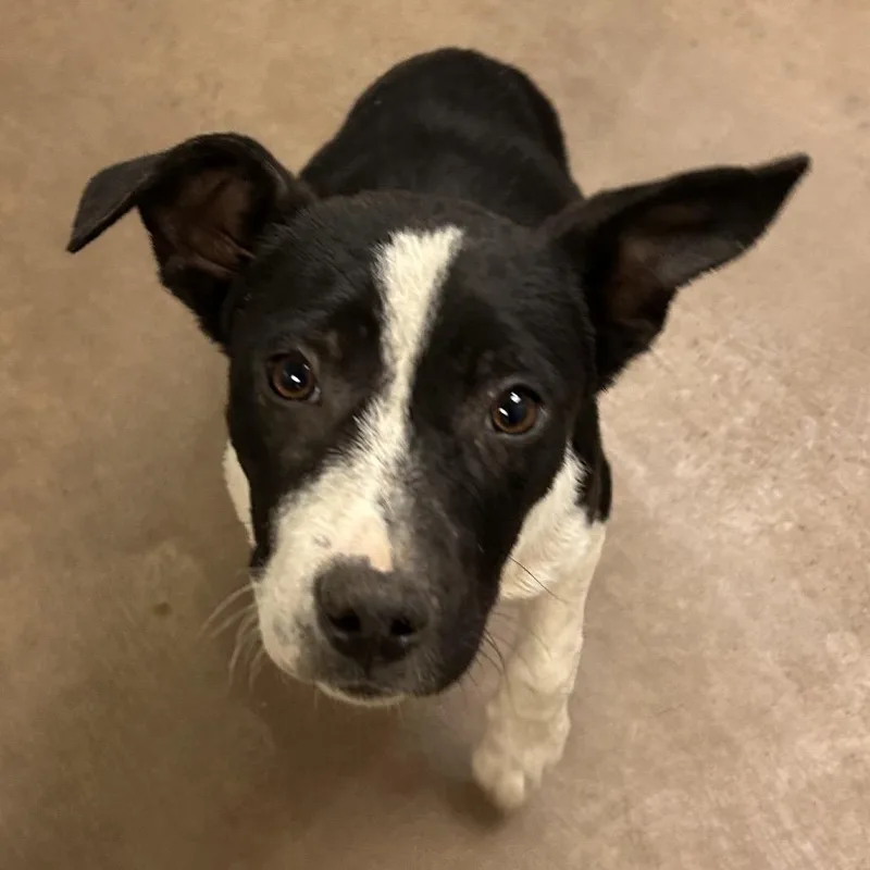 A young small-sized male Black Mixed Breed dog named Postman for adoption in Flagstaff, AZ