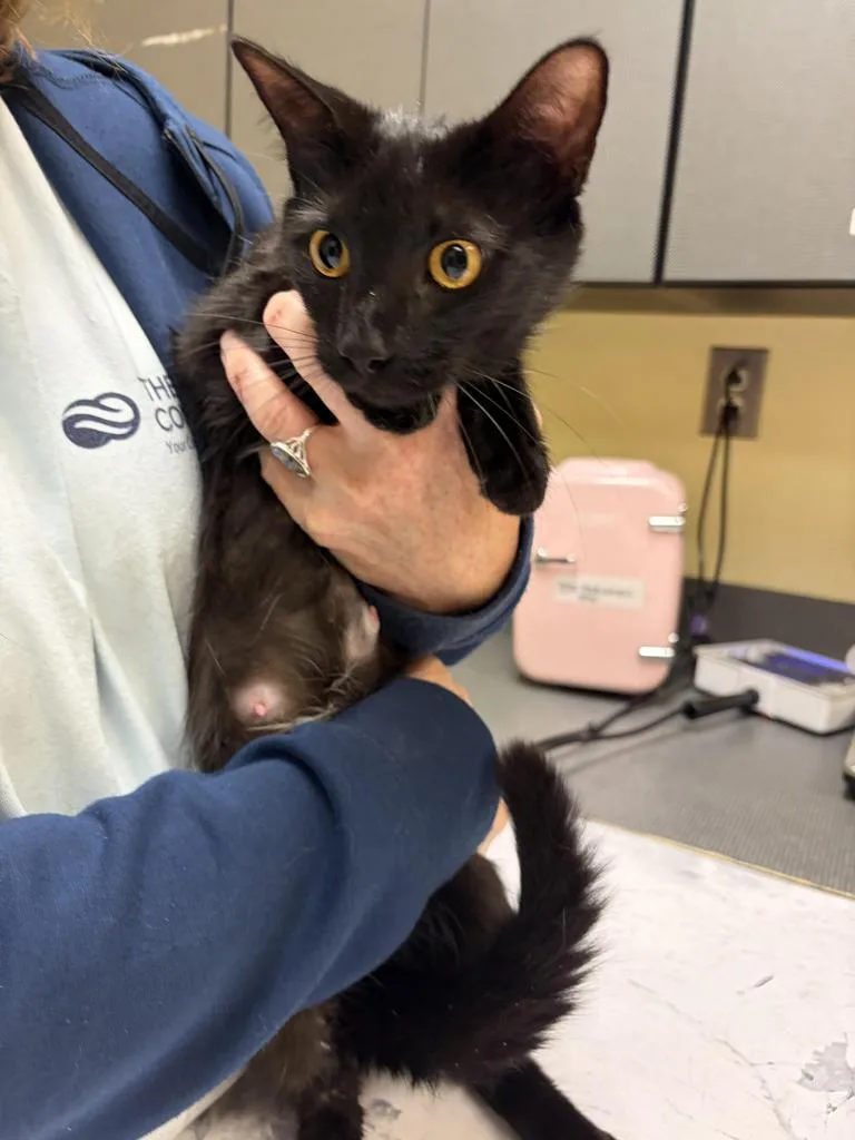 A baby medium-sized female Domestic Short Hair cat named Orchestra for adoption in Florence, SC