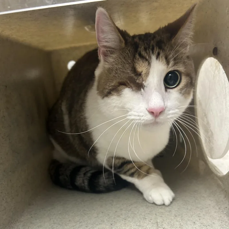 An adult large-sized male Buff / Tan / Fawn Domestic Short Hair cat named Theo for adoption in Philadelphia, PA