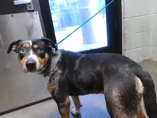 Chico