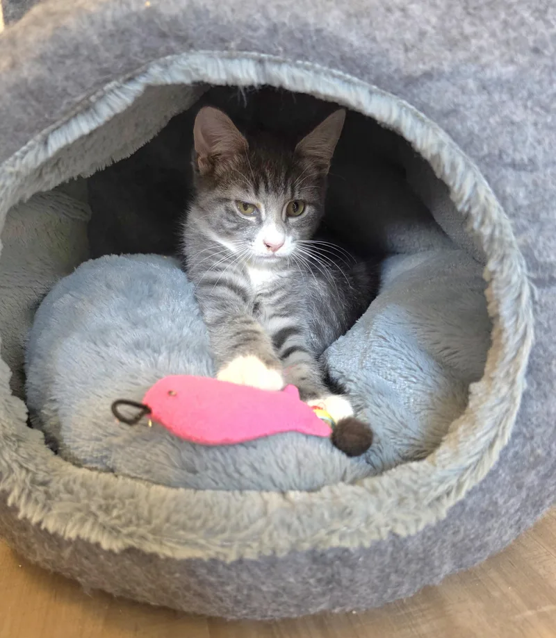 A baby medium-sized female Tabby (Gray / Blue / Silver) Domestic Short Hair cat named Elsje for adoption in Rochester, WA
