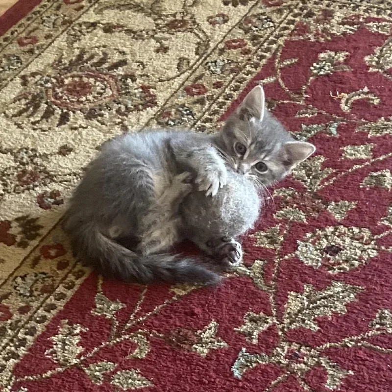 A baby small-sized male Gray / Blue / Silver Domestic Short Hair cat named Alfie for adoption in Columbus, NC