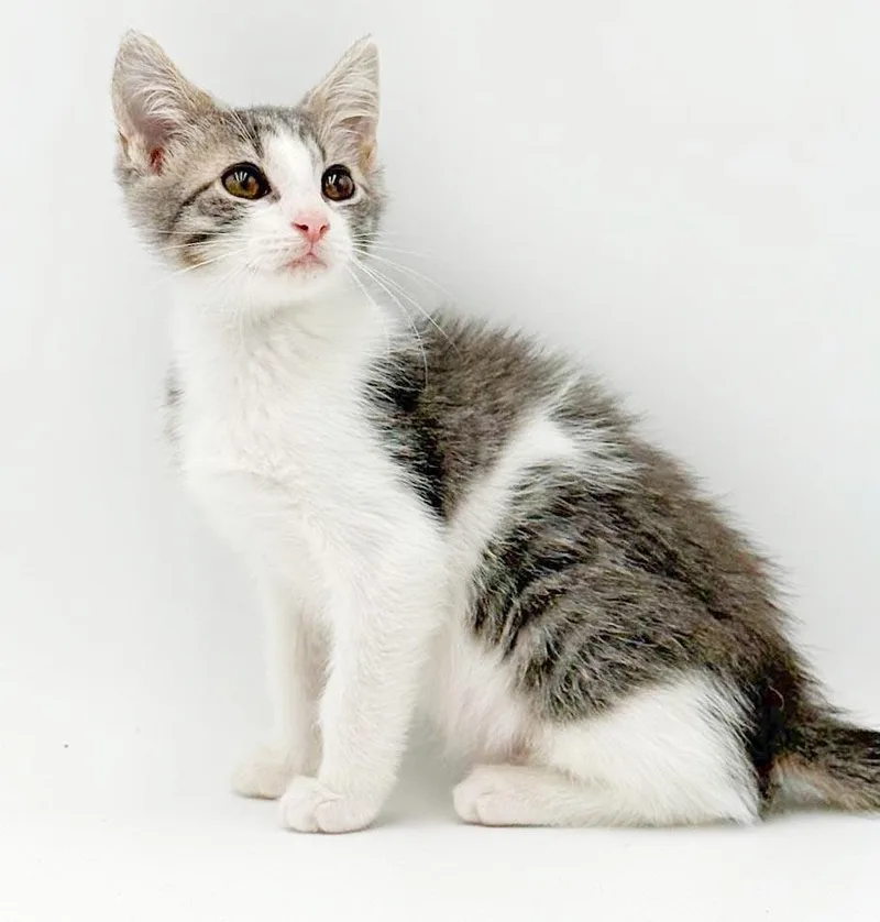 A baby small-sized male Gray / Blue / Silver Turkish Van cat named Demi is our handsome for adoption in Bedford Hills, NY