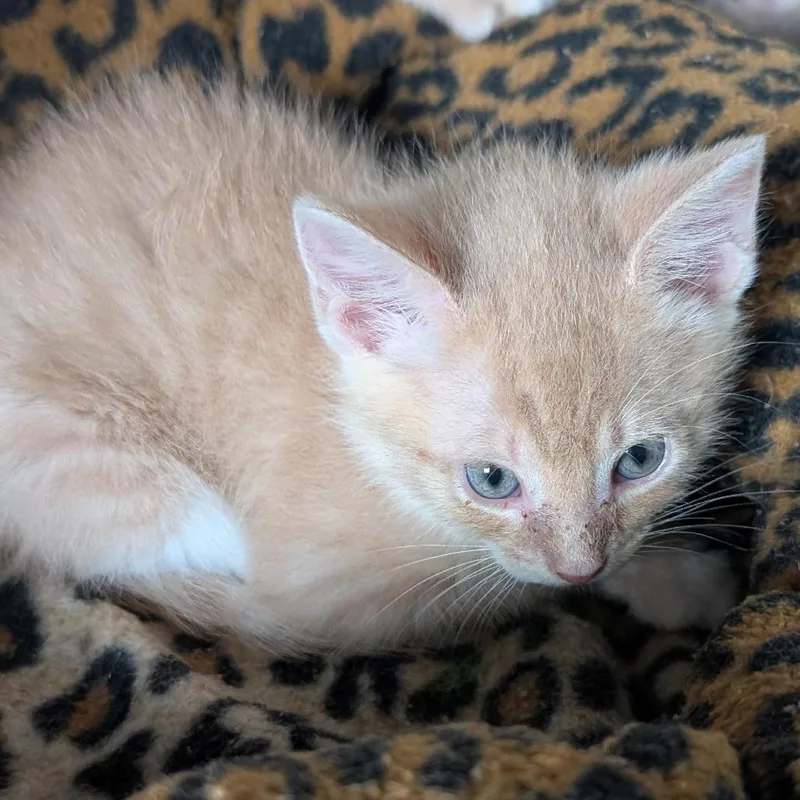A baby small-sized male Buff / Tan / Fawn Domestic Short Hair cat named Macintosh for adoption in Jefferson city, TN
