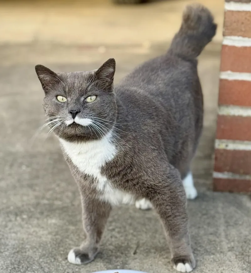 An adult large-sized male American Shorthair cat named Higgins for adoption in Johnson City, TN