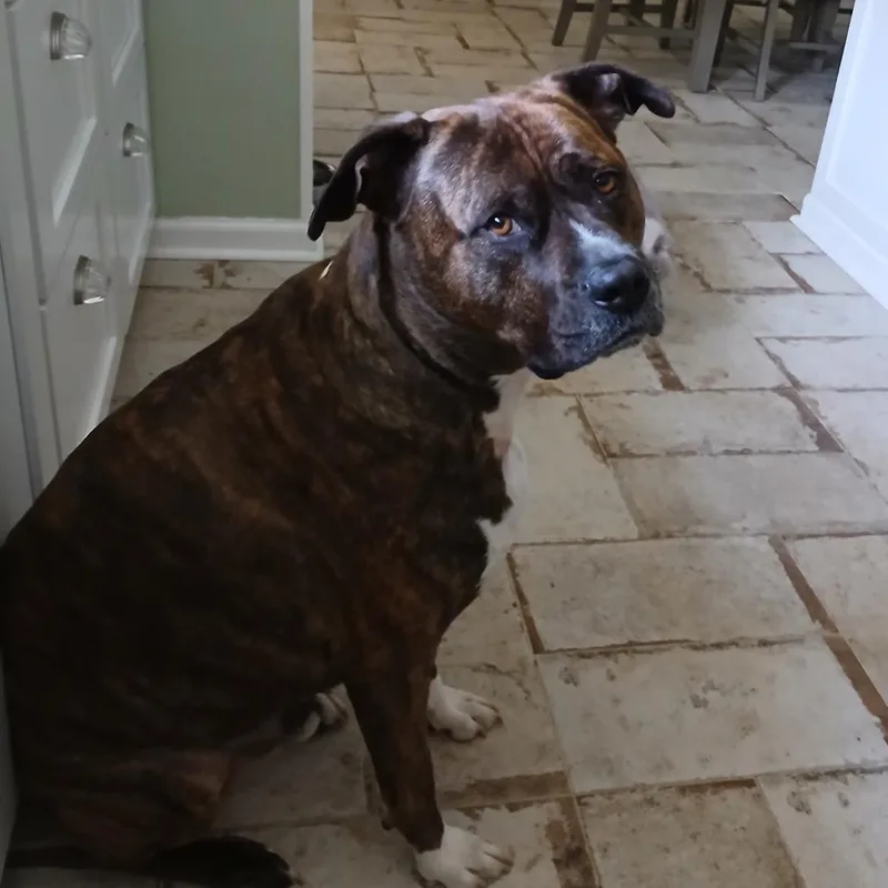An adult large-sized male Brindle Boxer dog named Bowser for adoption in West Palm Beach, FL