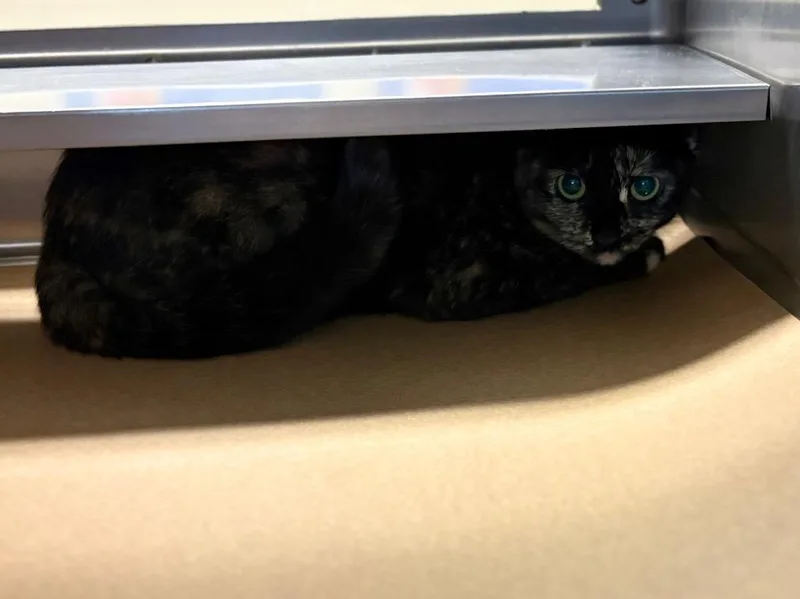 A young large-sized female Domestic Short Hair cat named Maggie for adoption in Nacogdoches, TX