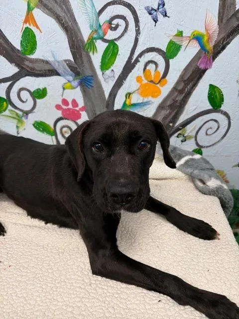 Midnight . thumbnail 2