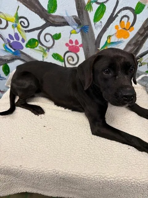 Midnight . thumbnail 3