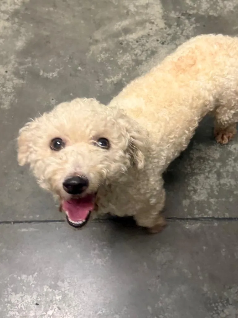 An adult small-sized female Poodle dog named Delaney for adoption in Henderson, NC
