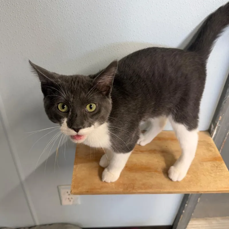 A baby medium-sized male Gray / Blue / Silver Domestic Short Hair cat named Flip Flop for adoption in Pontiac, IL