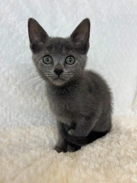 A young small-sized female Gray / Blue / Silver Domestic Short Hair cat named Little Noi for adoption in Tyler, TX