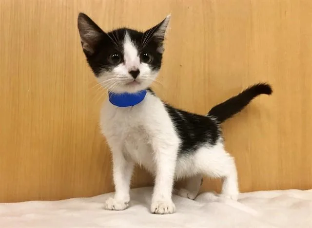 A baby small-sized male Domestic Short Hair cat named Mickey for adoption in Saint Louis, MO
