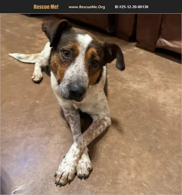 A young medium-sized female White / Cream Australian Cattle Dog / Blue Heeler dog named Momma for adoption in Coarsegold, CA
