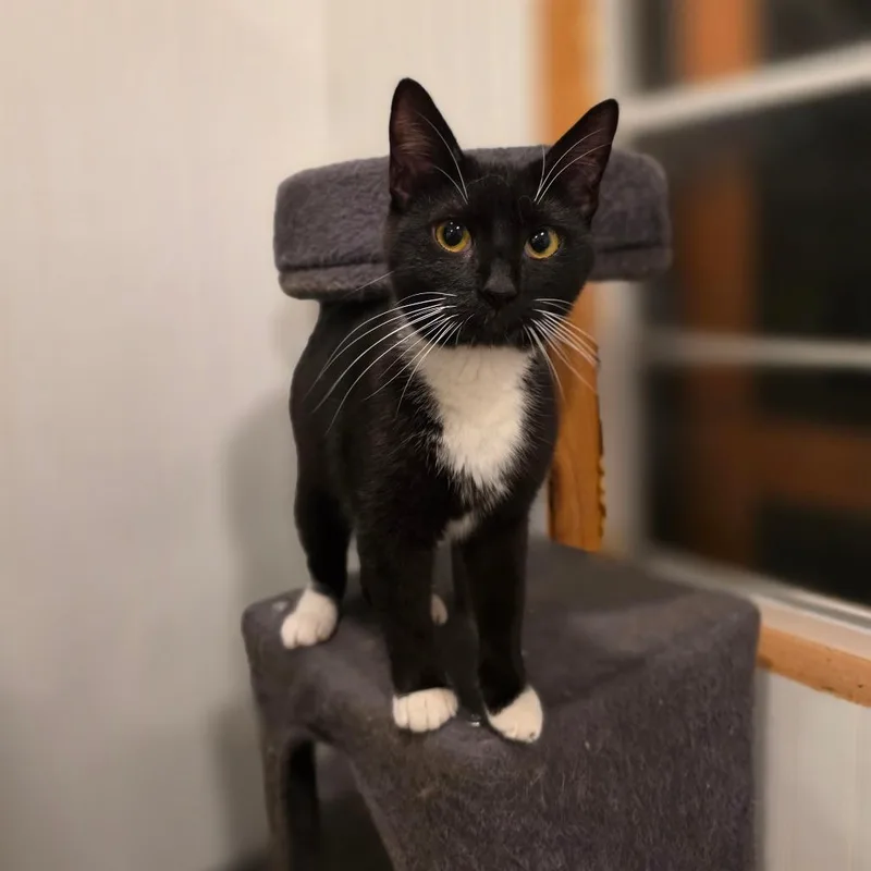 A young small-sized male Black Domestic Short Hair cat named Flame for adoption in Greenville, NC