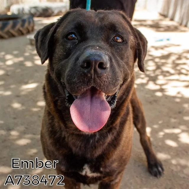 Ember