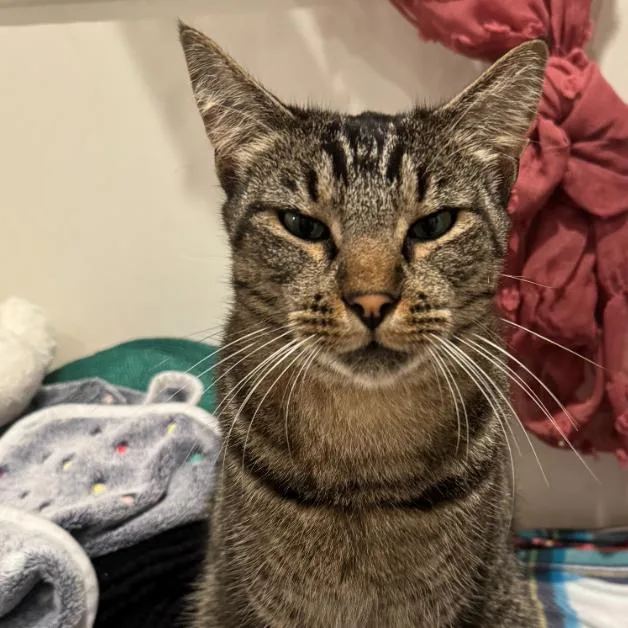 Olivander thumbnail 2