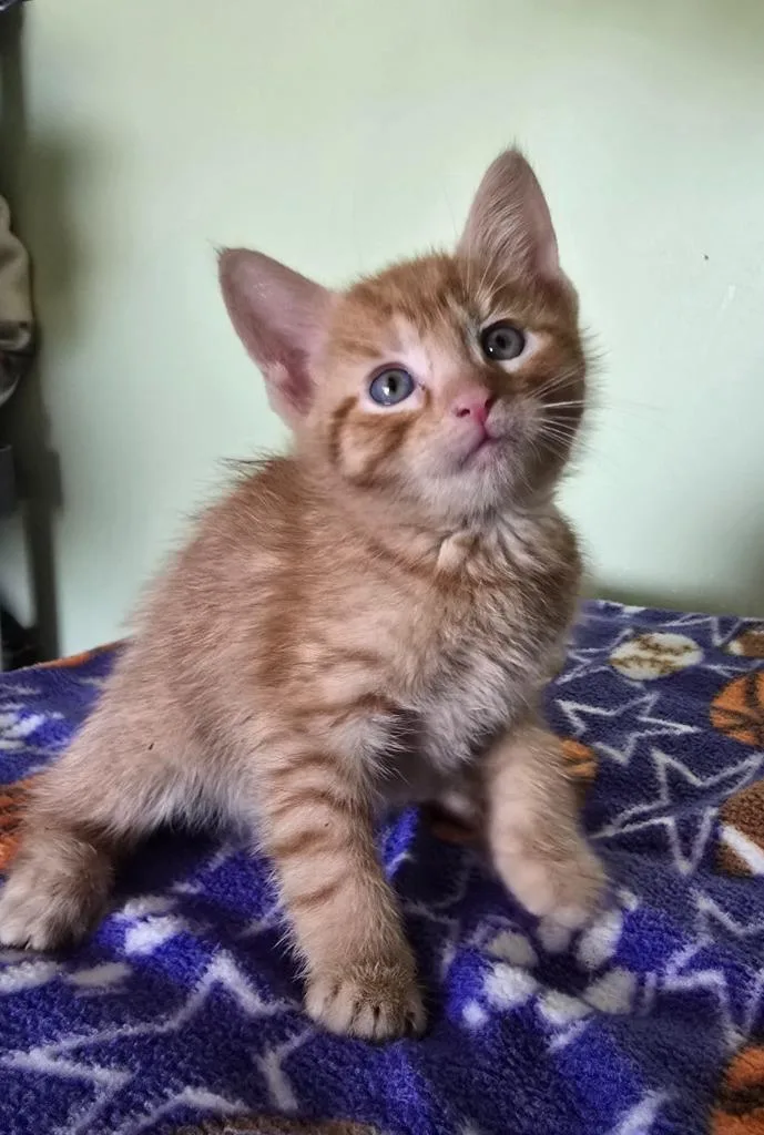 A baby medium-sized male Domestic Short Hair cat named Pumice for adoption in Auburn, IN