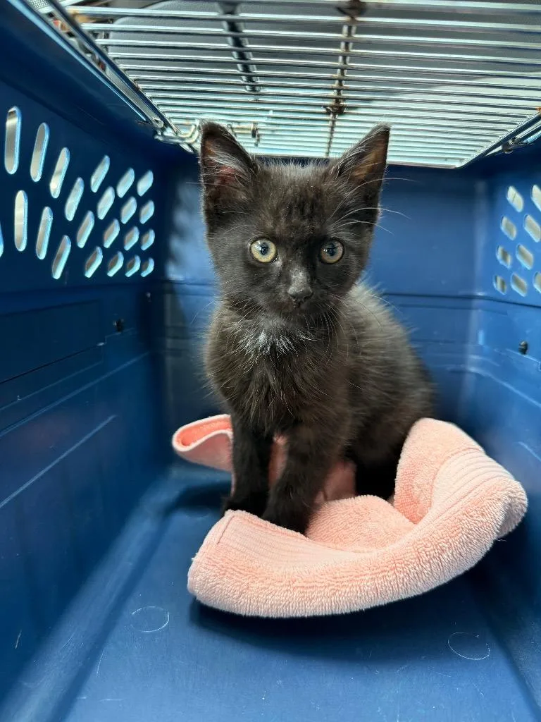 A baby medium-sized male Domestic Short Hair cat named Jumba for adoption in Raleigh, NC