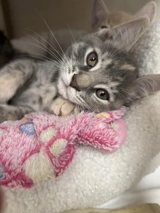 A baby small-sized female Domestic Medium Hair cat named Ruffles I AM AT for adoption in East Brookfield, MA