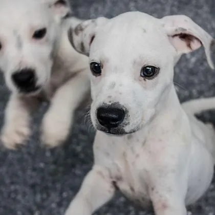 A baby small-sized male White / Cream English Bulldog dog named Pappy for adoption in Atlanta, GA