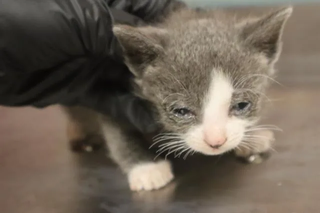A baby small-sized male Domestic Short Hair cat named Ralph for adoption in Columbia, SC