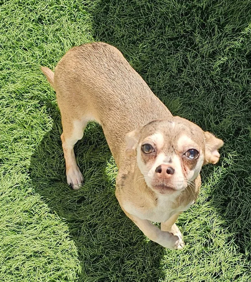 A young medium-sized female Chihuahua dog named Mia for adoption in Oakhurst, NJ