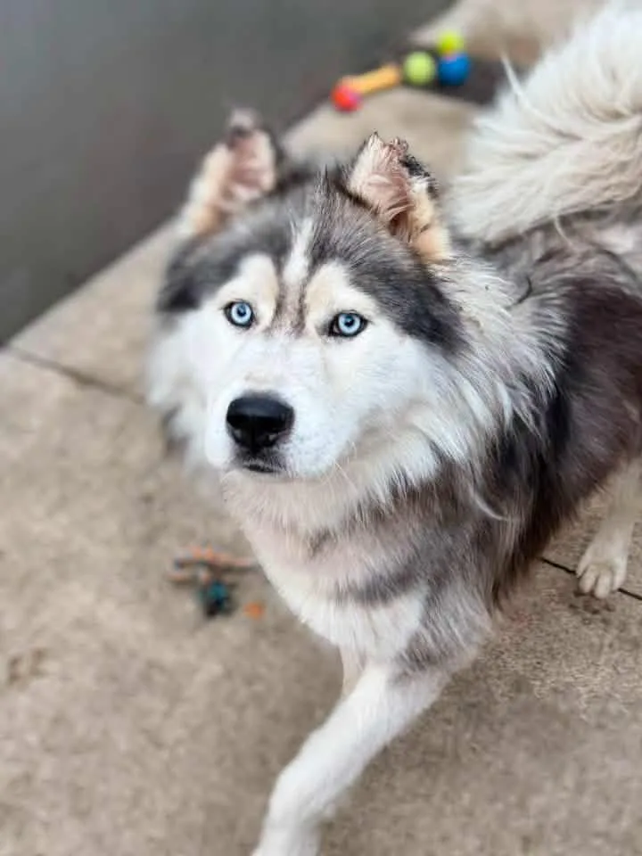 An adult medium-sized male White / Cream Husky dog named Sassquach for adoption in Chicago, IL