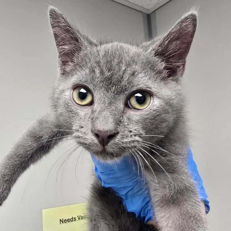 A baby small-sized male Gray / Blue / Silver Domestic Short Hair cat named Pepsi for adoption in Concord, NC