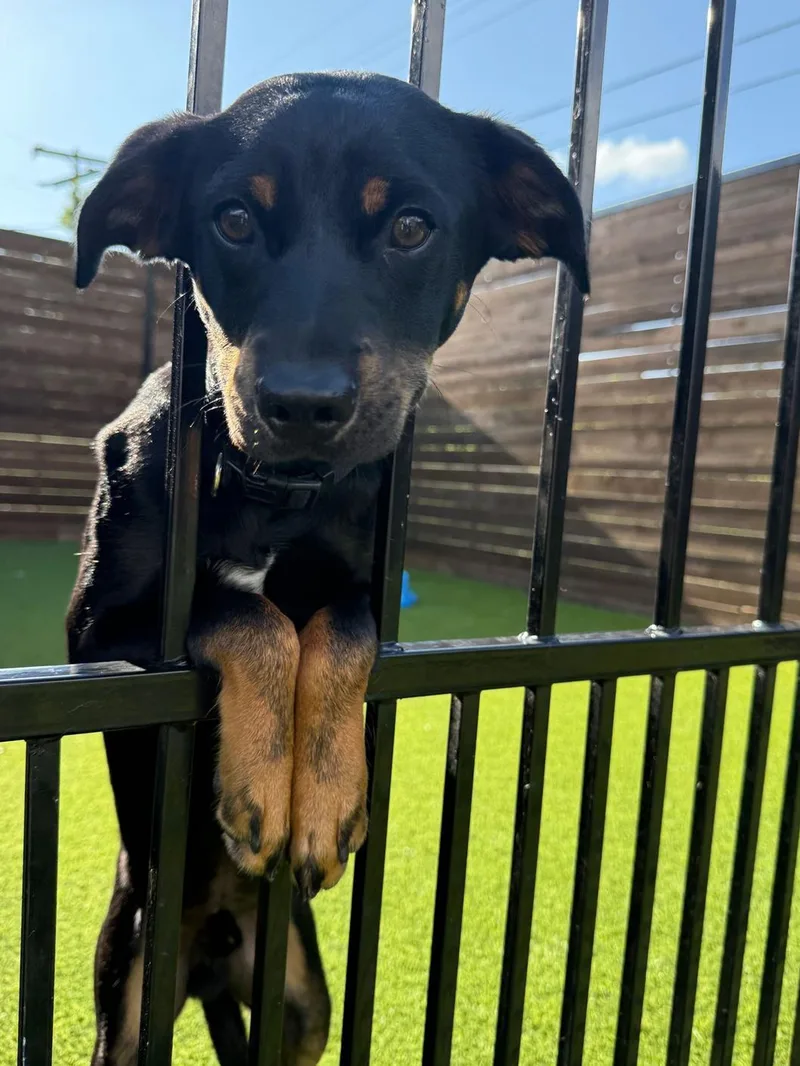 A young medium-sized male Black Terrier dog named Hampton for adoption in Colleyville, TX