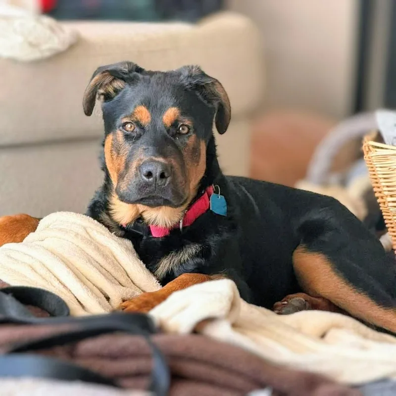 Zeke