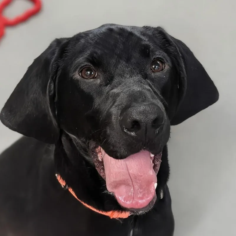 An adult medium-sized male Black Hound dog named Dio Gee for adoption in Baltimore, MD
