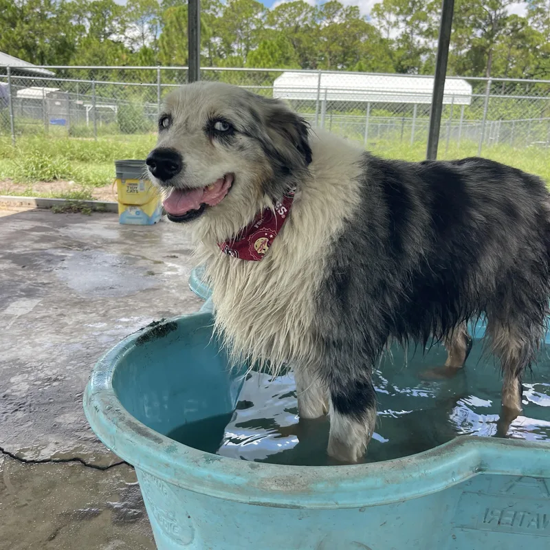 An adult medium-sized female Australian Shepherd dog named Dolly for adoption in Sebring, FL