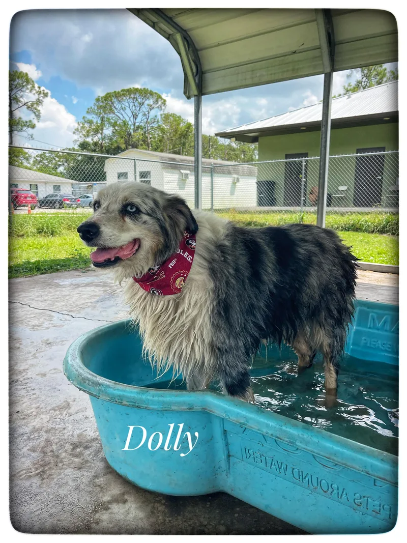 Dolly thumbnail 4