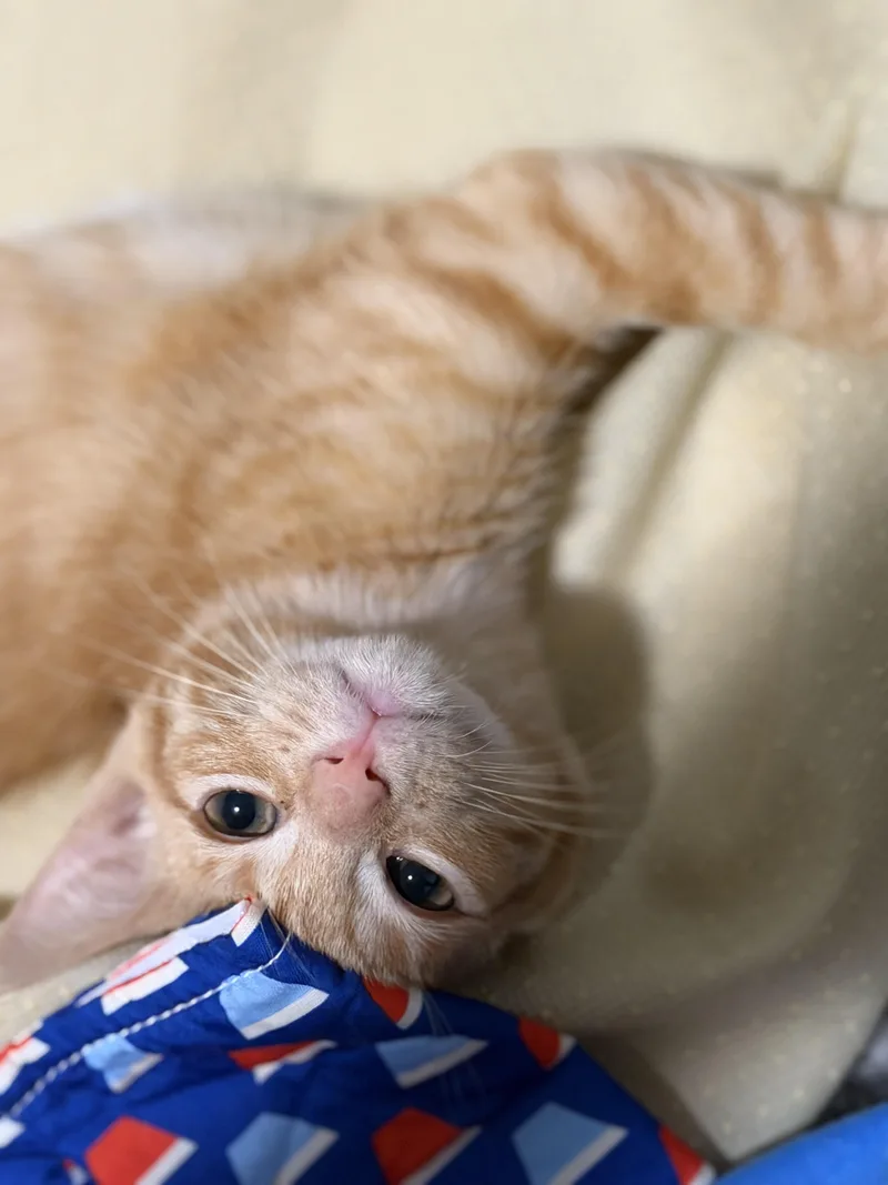 A baby small-sized male Tabby (Orange / Red) Domestic Short Hair cat named Cyrus for adoption in Indianapolis, IN
