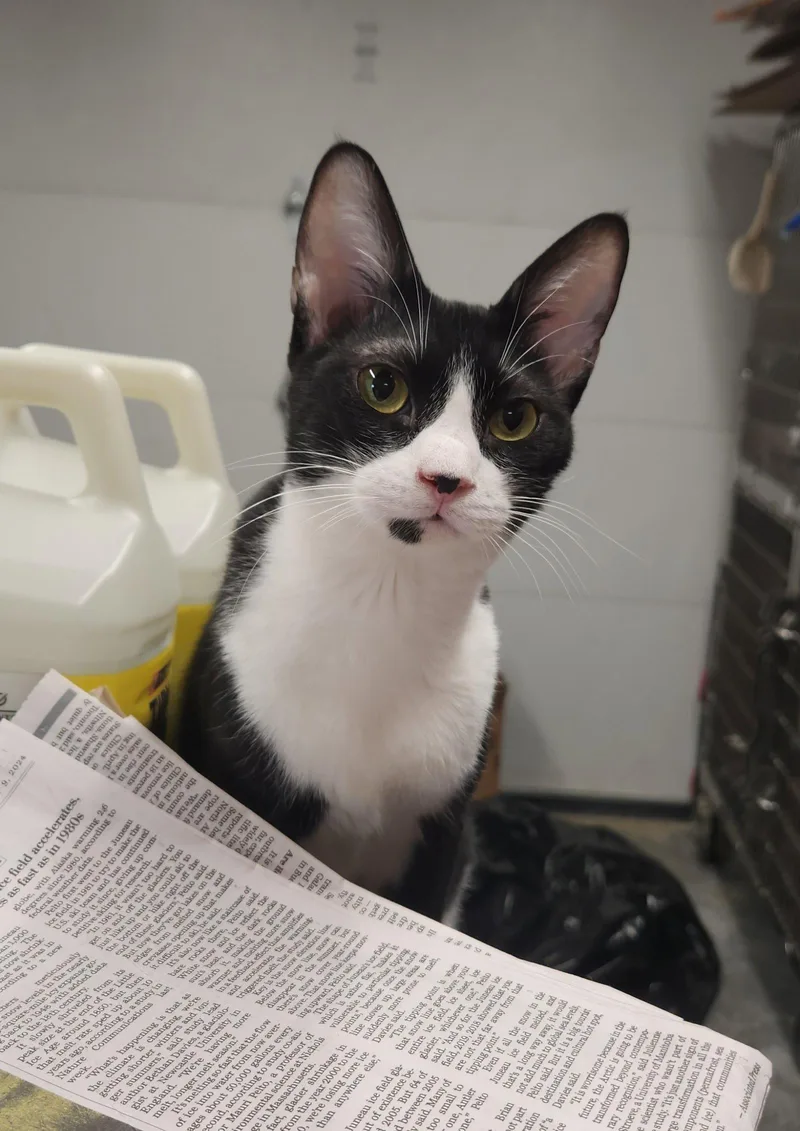 A young medium-sized female Black & White / Tuxedo Domestic Short Hair cat named Pinkbonded for adoption in Herndon, VA
