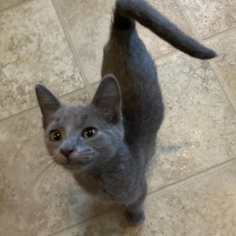 A baby medium-sized female Gray / Blue / Silver Domestic Short Hair cat named Bubbles for adoption in Watertown, WI
