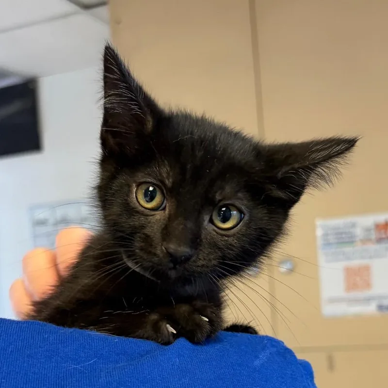 A baby small-sized male Black Domestic Short Hair cat named Wakko for adoption in Santa Barbara, CA