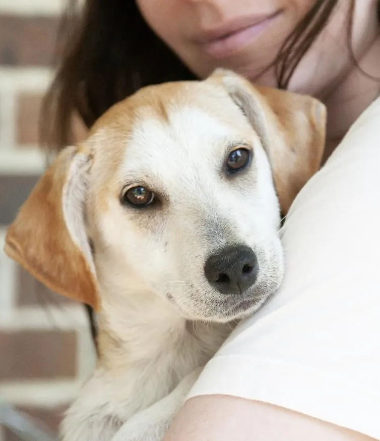 A baby medium-sized male White / Cream Mixed Breed dog named Carmel for adoption in Franklin, TN