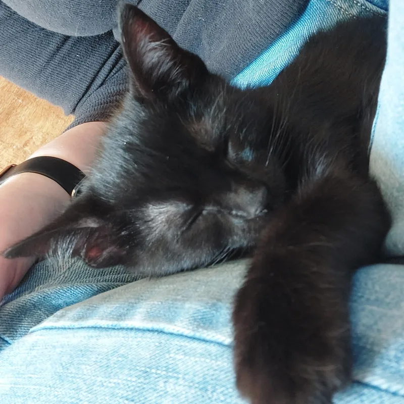 A baby medium-sized female Black Domestic Short Hair cat named Fern for adoption in Springfield, OR