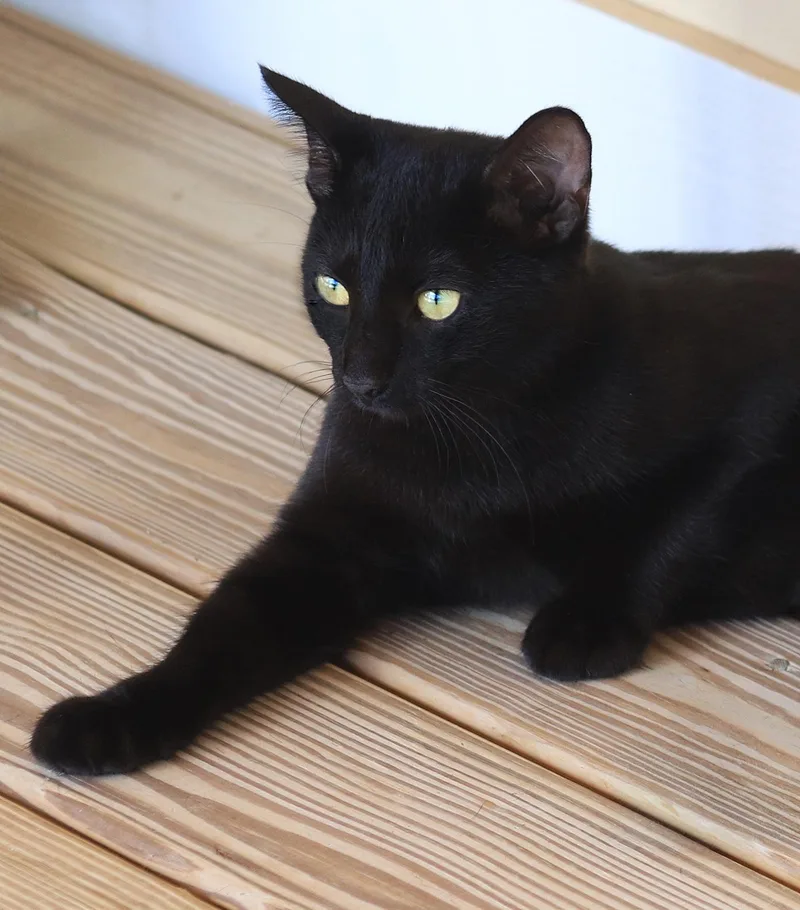 A young medium-sized female Domestic Short Hair cat named Raven for adoption in North Fort Myers, FL