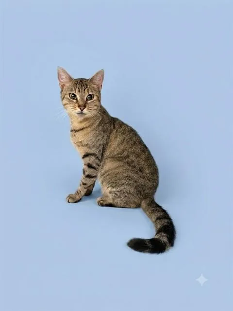 Taz