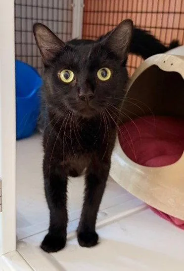 An adult medium-sized female Black Domestic Short Hair cat named Eclipse for adoption in Seal Beach, CA